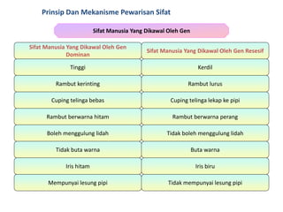Sifat Manusia Yang Dikawal Oleh Gen
Sifat Manusia Yang Dikawal Oleh Gen
Dominan
Sifat Manusia Yang Dikawal Oleh Gen Resesif
Tinggi Kerdil
Rambut kerinting Rambut lurus
Cuping telinga bebas Cuping telinga lekap ke pipi
Rambut berwarna hitam Rambut berwarna perang
Boleh menggulung lidah Tidak boleh menggulung lidah
Tidak buta warna Buta warna
Iris hitam Iris biru
Mempunyai lesung pipi Tidak mempunyai lesung pipi
Prinsip Dan Mekanisme Pewarisan Sifat
 