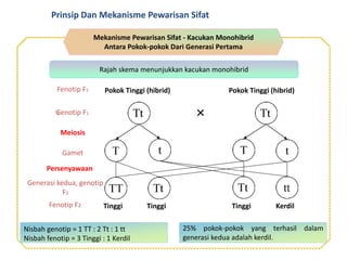 25% pokok-pokok yang terhasil dalam
generasi kedua adalah kerdil.
Nisbah genotip = 1 TT : 2 Tt : 1 tt
Nisbah fenotip = 3 Tinggi : 1 Kerdil
Mekanisme Pewarisan Sifat - Kacukan Monohibrid
Antara Pokok-pokok Dari Generasi Pertama
Rajah skema menunjukkan kacukan monohibrid
Tinggi Tinggi Tinggi Kerdil
Pokok Tinggi (hibrid) Pokok Tinggi (hibrid)Fenotip F1
Meiosis
Gamet
Persenyawaan
Generasi kedua, genotip
F2
Genotip F11
Fenotip F2
Prinsip Dan Mekanisme Pewarisan Sifat
 