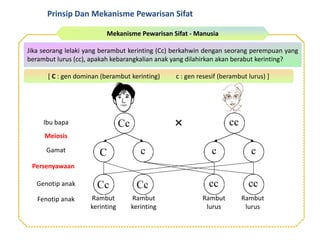 Mekanisme Pewarisan Sifat - Manusia
Jika seorang lelaki yang berambut kerinting (Cc) berkahwin dengan seorang perempuan yang
berambut lurus (cc), apakah kebarangkalian anak yang dilahirkan akan berabut kerinting?
[ C : gen dominan (berambut kerinting) c : gen resesif (berambut lurus) ]
Ibu bapa
Meiosis
Gamat
Persenyawaan
Genotip anak
Fenotip anak Rambut
kerinting
Rambut
kerinting
Rambut
lurus
Rambut
lurus
C
Prinsip Dan Mekanisme Pewarisan Sifat
 