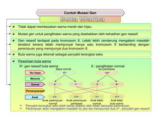 Tidak dapat membezakan warna merah dan hijau.
Mutasi gen untuk penglihatan warna yang disebabkan oleh kehadiran gen resesif.
Gen resesif terdapat pada kromosom X. Lelaki lebih cenderung mengalami masalah
tersebut kerana lelaki mempunyai hanya satu kromosom X berbanding dengan
perempuan yang mempunyai dua kromosom X.
Buta warna juga dikenali sebagai penyakit terangkai seks.
Pewarisan buta warna
Xb
: gen resesif buta warna X : penglihatan normal
Ibu bapa
Meiosis
Gamet
Persenyawaan
Anak
XY XXb
X Y X Xb
XX XXb
XY Xb
Y
Bapa normal Ibu pembawa
Contoh Mutasi GenContoh Mutasi Gen
 Penyakit terangkai seks lebih kerap dialami oleh lalaki daripada perempuan.
 Perempuan akan mengalami masalah itu jika dia mempunyai dua Xb
: penyakit gen resesif
Anak perempuan
normal
Anak perempuan
pembawa
Anak lelaki
normal
Anal lelaki
buta warna
 