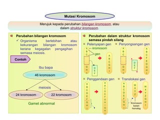 Mutasi Kromosom
Merujuk kepada perubahan bilangan kromosom, atau
dalam struktur kromosom.
Perubahan bilangan kromosom Perubahan dalam struktur kromosom
semasa pindah silang Organisma berlebihan atau
kekurangan bilangan kromosom
kerana kegagalan pengagihan
semasa meiosis.
Contoh
46 kromosom
24 kromosom 22 kromosom
meiosis
Ibu bapa
Gamet abnormal
Pelenyapan gen Penyongsangan gen
Penggandaan gen Translokasi gen
D
E
F
A
B
C
F
E
D
G
H
I
A
B
C
G
H
I
D
E
F
A
B
C
G
H
I
A
B
C
G
H
I
kromosom
gen
A
B
C
D
E
F
G
H
I
G
H
I
A
B
C
D
E
F
G
H
I
A
B
C
D
E
F
G
H
I
W
X
Y
Z
W
X
Y
Z
G
H
I
Kromosom
bukan
homolog
 