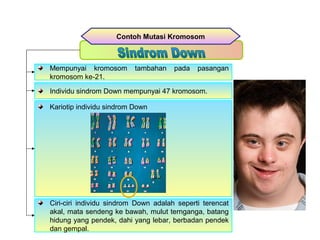 Contoh Mutasi Kromosom
Mempunyai kromosom tambahan pada pasangan
kromosom ke-21.
Individu sindrom Down mempunyai 47 kromosom.
Kariotip individu sindrom Down
Ciri-ciri individu sindrom Down adalah seperti terencat
akal, mata sendeng ke bawah, mulut ternganga, batang
hidung yang pendek, dahi yang lebar, berbadan pendek
dan gempal.
 