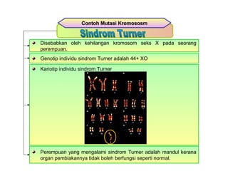 Perempuan yang mengalami sindrom Turner adalah mandul kerana
organ pembiakannya tidak boleh berfungsi seperti normal.
Contoh Mutasi Kromososm
Disebabkan oleh kehilangan kromosom seks X pada seorang
perempuan.
Genotip individu sindrom Turner adalah 44+ XO
Kariotip individu sindrom Turner
 