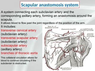 Subscapular System shoulder anatomy for medicos muscles joint | PPTX