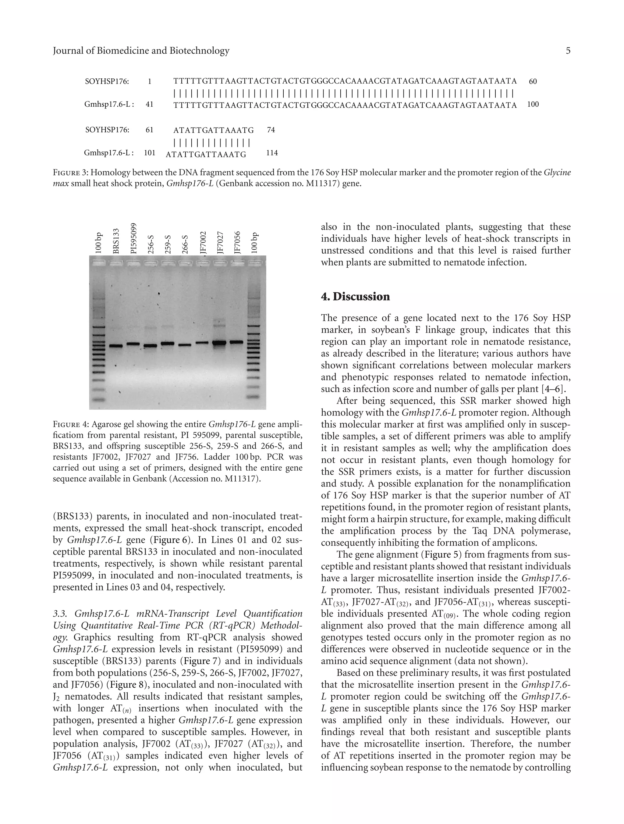 Journal of Biomedicine and Biotechnology 5
TTTTTGTTTAAGTTACTGTACTGTGGGCCACAAAACGTATAGATCAAAGTAGTAATAATA
| | | | | | | | | | | | | | | | | | | | | | | | | | | | | | | | | | | | | | | | | | | | | | | | | | | | | | | | | | | |
TTTTTGTTTAAGTTACTGTACTGTGGGCCACAAAACGTATAGATCAAAGTAGTAATAATA
ATATTGATTAAATG
| | | | | | | | | | | | | |
ATATTGATTAAATG
1 60
100
61 74
114
41
101Gmhsp17.6-L :
SOYHSP176:
SOYHSP176:
Gmhsp17.6-L :
Figure 3: Homology between the DNA fragment sequenced from the 176 Soy HSP molecular marker and the promoter region of the Glycine
max small heat shock protein, Gmhsp176-L (Genbank accession no. M11317) gene.
100bp
PI595099
BRS133
256-S
259-S
266-S
JF7002
JF7027
JF7056
100bp
Figure 4: Agarose gel showing the entire Gmhsp176-L gene ampli-
ﬁcatiom from parental resistant, PI 595099, parental susceptible,
BRS133, and oﬀspring susceptible 256-S, 259-S and 266-S, and
resistants JF7002, JF7027 and JF756. Ladder 100 bp. PCR was
carried out using a set of primers, designed with the entire gene
sequence available in Genbank (Accession no. M11317).
(BRS133) parents, in inoculated and non-inoculated treat-
ments, expressed the small heat-shock transcript, encoded
by Gmhsp17.6-L gene (Figure 6). In Lines 01 and 02 sus-
ceptible parental BRS133 in inoculated and non-inoculated
treatments, respectively, is shown while resistant parental
PI595099, in inoculated and non-inoculated treatments, is
presented in Lines 03 and 04, respectively.
3.3. Gmhsp17.6-L mRNA-Transcript Level Quantiﬁcation
Using Quantitative Real-Time PCR (RT-qPCR) Methodol-
ogy. Graphics resulting from RT-qPCR analysis showed
Gmhsp17.6-L expression levels in resistant (PI595099) and
susceptible (BRS133) parents (Figure 7) and in individuals
from both populations (256-S, 259-S, 266-S, JF7002, JF7027,
and JF7056) (Figure 8), inoculated and non-inoculated with
J2 nematodes. All results indicated that resistant samples,
with longer AT(n) insertions when inoculated with the
pathogen, presented a higher Gmhsp17.6-L gene expression
level when compared to susceptible samples. However, in
population analysis, JF7002 (AT(33)), JF7027 (AT(32)), and
JF7056 (AT(31)) samples indicated even higher levels of
Gmhsp17.6-L expression, not only when inoculated, but
also in the non-inoculated plants, suggesting that these
individuals have higher levels of heat-shock transcripts in
unstressed conditions and that this level is raised further
when plants are submitted to nematode infection.
4. Discussion
The presence of a gene located next to the 176 Soy HSP
marker, in soybean’s F linkage group, indicates that this
region can play an important role in nematode resistance,
as already described in the literature; various authors have
shown signiﬁcant correlations between molecular markers
and phenotypic responses related to nematode infection,
such as infection score and number of galls per plant [4–6].
After being sequenced, this SSR marker showed high
homology with the Gmhsp17.6-L promoter region. Although
this molecular marker at ﬁrst was ampliﬁed only in suscep-
tible samples, a set of diﬀerent primers was able to amplify
it in resistant samples as well; why the ampliﬁcation does
not occur in resistant plants, even though homology for
the SSR primers exists, is a matter for further discussion
and study. A possible explanation for the nonampliﬁcation
of 176 Soy HSP marker is that the superior number of AT
repetitions found, in the promoter region of resistant plants,
might form a hairpin structure, for example, making diﬃcult
the ampliﬁcation process by the Taq DNA polymerase,
consequently inhibiting the formation of amplicons.
The gene alignment (Figure 5) from fragments from sus-
ceptible and resistant plants showed that resistant individuals
have a larger microsatellite insertion inside the Gmhsp17.6-
L promoter. Thus, resistant individuals presented JF7002-
AT(33), JF7027-AT(32), and JF7056-AT(31), whereas suscepti-
ble individuals presented AT(09). The whole coding region
alignment also proved that the main diﬀerence among all
genotypes tested occurs only in the promoter region as no
diﬀerences were observed in nucleotide sequence or in the
amino acid sequence alignment (data not shown).
Based on these preliminary results, it was ﬁrst postulated
that the microsatellite insertion present in the Gmhsp17.6-
L promoter region could be switching oﬀ the Gmhsp17.6-
L gene in susceptible plants since the 176 Soy HSP marker
was ampliﬁed only in these individuals. However, our
ﬁndings reveal that both resistant and susceptible plants
have the microsatellite insertion. Therefore, the number
of AT repetitions inserted in the promoter region may be
inﬂuencing soybean response to the nematode by controlling
 