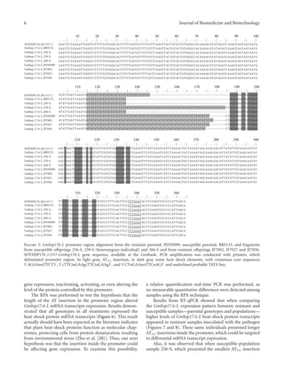 6 Journal of Biomedicine and Biotechnology
. . . . | . . . . | . . . . | . . . . | . . . . | . . . . | . . . . | . . . . | . . . . | . . . . | . . . . | . . . . | . . . . | . . . . | . . . . | . . . . | . . . . | . . . . | . . . . | . . . . |
GAATTCTGAAATTGGGTCTTTTTGTGGGCACTTTTTGATGTTTTTGTTTAAGTTACTGTACTGTGGGCCACAAAACGTATAGATCAAAGTAGTAATAATA
GAATTCTGAAATTGGGTCTTTTTGTGGGCACTTTTTGATGTTTTTGTTTAAGTTACTGTACTGTGGGCCACAAAACGTATAGATCAAAGTAGTAATAATA
GAATTCTGAAATTGGGTCTTTTTGTGGGCACTTTTTGATGTTTTTGTTTAAGTTACTGTACTGTGGGCCACAAAACGTATAGATCAAAGTAGTAATAATA
GAATTCTGAAATTGGGTCTTTTTGTGGGCACTTTTTGATGTTTTTGTTTAAGTTACTGTACTGTGGGCCACAAAACGTATAGATCAAAGTAGTAATAATA
GAATTCTGAAATTGGGTCTTTTTGTGGGCACTTTTTGATGTTTTTGTTTAAGTTACTGTACTGTGGGCCACAAAACGTATAGATCAAAGTAGTAATAATA
GAATTCTGAAATTGGGTCTTTTTGTGGGCACTTTTTGATGTTTTTGTTTAAGTTACTGTACTGTGGGCCACAAAACGTATAGATCAAAGTAGTAATAATA
GAATTCTGAAATTGGGTCTTTTTGTGGGCACTTTTTGATGTTTTTGTTTAAGTTACTGTACTGTGGGCCACAAAACGTATAGATCAAAGTAGTAATAATA
GAATTCTGAAATTGGGTCTTTTTGTGGGCACTTTCTGATGTTTTTGCTTAAGTTACTGTACTGTGGGCCACAAAACGTATAGATCAAAGTAGTAATAATA
GAATTCTGAAATTGGGTCTTTTTGTGGGCACTTTTTGATGTTTTTGTTTAAGTTACTGTACTGTGGGCCACAAAACGTATAGATCAAAGTAGTAATAATA
ATATTGATTAAATGATATATATATATATATATATATATATATATAT~~~~~~~~~~~~~~~~~~~~~~~~~~~~~~~~~~~~~~~~AGAAGGTTGTAGAA
ATATTGATTAAATGATATATACATATATATATAT~~~~~~~~~~~~~~~~~~~~~~~~~~~~~~~~~~~~~~~~~~~~~~~~~~~~AGAAGGTTGTAGAA
ATATTGATTAAATGATATATATATATATATATAT~~~~~~~~~~~~~~~~~~~~~~~~~~~~~~~~~~~~~~~~~~~~~~~~~~~~AGAAGGTTGTAGAA
ATATTGATTAAATGATATATATATATATATATATATATATATATATATAAATATATATATATATATATATATATATATATATATCTAGAAGGTTGTAGAA
ATATTGATTAAATGATATATATATATATATATAT~~~~~~~~~~~~~~~~~~~~~~~~~~~~~~~~~~~~~~~~~~~~~~~~~~~~AGAAGGTTGTAGAA
ATATTGATTAAATGATATATATATATATATATATATATATATATATATATATATATATATATATATATATATATAT~~~~~~~~CTAGAAGGTTGTAGAA
ATATTGATTAAATGATATATATATATATATATATATATATATATATATATATATATATATATATATATATATATATAT~~~~~~CTAGAAGGTTGTAGAA
ATATTGATTAAATGATATATATATATATATATATATATATATATATATATATATATATATATATATATATATATAT~~~~~~~~CTAGAAGGTTGTAGAA
ATATTGATTAAATGATATATATATATATATATATATATATATATATATATATATATATATATATATATATATAT~~~~~~~~~~CTAGAAGGTTGTAGAA
GACTAGCTAGAACGTACGTATTCGTGTGGAGAAGTCCTGAAGTTTATCGAATCATCTAAAACTGCTAAAATAGCAAACAACATTATATTGTAAACAATAT
GACTAGCTAGAACGTACGTATTCGTGTGGAGAAGTCCTGAAGTTTATCGAATCATCTAAAACTGCTAAAATAGCAAACAACATTATATTGTAAACAATAT
GACTAGCTAGAACGTACGTATTCGTGTGGAGAAGTCCTGAAGTTTATCGAATCATCTAAAACTGCTAAAATAGCAAACAACATTATATTGTAAACAATAT
GACTAGCTAGAACGTACGTATTCGTGTGGAGAAGTCCTGAAGTTTATCGAATCATCTAAAACTGCTAAAATAGCAAACAACATTATATTGTAAACAATAT
GACTAGCTAGAACGTACGTATTCGTGTGGAGAAGTCCTGAAGTTTATCGAATCATCTAAAACTGCTAAAATAGCAAACAACATTATATTGTAAACAATAT
GACTAGCTAGAACGTACGTATTCGTGTGGAGAAGTCCTGAAGTTTATCGAATCATCTAAAACTGCTAAAATAGCAAACAACATTATATTGTAAACAATAT
GACTAGCTAGAACGTACGTATTCGTGTGGAGAAGTCCTGAAGTTTATCGAATCATCTAAAACTGCTAAAATAGCAAACAACATTATATTGTAAACAATAT
GACTAGCTAGAACGTACGTATTCGTGTGGAGAAGTCCTGAAGTTTATCGAATCATCTAAAACTGCTAAAATAGCAAACAACATTATATTGTAAACAATAT
GACTAGCTAGAACGTACGTATTCGTGTGGAGAAGTCCTGAAGTTTATCGAATCATCTAAAACTGCTAAAATAGCAAACAACATTATATTGTAAACAATAT
TTTTCTGGAACATACAAGAGTATCCTTTCACTTCCTTTAAATACCTCGAGTGTCCCCATTGACA
TTTTCTGGAACATACAAGAGTATCCTTTCACTTCCTTTAAATACCTCGAGTGTCCCCATTGACA
TTTTCTGGAACATACAAGAGTATCCTTTCACTTCCTTTAAATACCTCGAGTGTCCCCATTGACA
TTTTCTGGAACATACAAGAGTATCCTTTCACTTCCTTTAAATACCTCGAGTGTCCCCATTGACA
TTTTCTGGAACATACAAGAGTATCCTTTCACTTCCTTTAAATACCTCGAGTGTCCCCATTGACA
TTTTCTGGAACATACAAGAGTATCCTTTCACTTCCTTTAAATACCTCGAGTGTCCCCATTGACA
TTTTCTGGAACATACAAGAGTATCCTTTCACTTCCTTTAAATACCTCGAGTGTCCCCATTGACA
TTTTCTGGAACATACAAGAGTATCCTTTCACTTCCTTTAAATACCTCGAGTGTCCCCATTGACA
TTTTCTGGAACATACAAGAGTATCCTTTCACTTCCTTTAAATACCTCGAGTGTCCCCATTGACA
. . . . | . . . . | . . . . | . . . . | . . . . | . . . . | . . . . | . . . . | . . . . | . . . . | . . . . | . . . . | . . . . | . . . . | . . . . | . . . . | . . . . | . . . . | . . . . | . . . . |
. . . . | . . . . | . . . . | . . . . | . . . . | . . . . | . . . . | . . . . | . . . . | . . . . | . . . . | . . . . | . . . . | . . . . | . . . . | . . . . | . . . . | . . . . | . . . . | . . . . |
. . . . | . . . . | . . . . | . . . . | . . . . | . . . . | . . . . | . . . . | . . . . | . . . . | . . . . | . . . . | . . . . |
10 20 30 40 50 60 70 80 90 100
110 120 130 140 150 160 170 180 190 200
210 220 230 240 250 260
310 320 330 340 350 360
270 280 290 300
SOYHSP176 M11317.1
Gmhsp 17.6-L BRS133
Gmhsp 17.6-L 256-S
Gmhsp 17.6-L 259-S
Gmhsp 17.6-L 266-S
Gmhsp 17.6-L PI595099
Gmhsp 17.6-L JF7002
Gmhsp 17.6-L JF7027
Gmhsp 17.6-L JF7056
SOYHSP176 M11317.1
Gmhsp 17.6-L BRS133
Gmhsp 17.6-L 256-S
Gmhsp 17.6-L 259-S
Gmhsp 17.6-L 266-S
Gmhsp 17.6-L PI595099
Gmhsp 17.6-L JF7002
Gmhsp 17.6-L JF7027
Gmhsp 17.6-L JF7056
SOYHSP176 M11317.1
Gmhsp 17.6-L BRS133
Gmhsp 17.6-L 256-S
Gmhsp 17.6-L 259-S
Gmhsp 17.6-L 266-S
Gmhsp 17.6-L PI595099
Gmhsp 17.6-L JF7002
Gmhsp 17.6-L JF7027
Gmhsp 17.6-L JF7056
SOYHSP176 M11317.1
Gmhsp 17.6-L BRS133
Gmhsp 17.6-L 256-S
Gmhsp 17.6-L 259-S
Gmhsp 17.6-L 266-S
Gmhsp 17.6-L PI595099
Gmhsp 17.6-L JF7002
Gmhsp 17.6-L JF7027
Gmhsp 17.6-L JF7056
Figure 5: Gmhsp176-L promoter region alignment from the resistant parental, PI595099, susceptible parental, BRS133, and fragments
from susceptible oﬀsprings 256-S, 259-S (heterozygous individual) and 266-S and from resistant oﬀsprings JF7002, JF7027 and JF7056.
SOYHSP176 11317-Gmhsp176-L gene sequence, available at the Genbank. PCR ampliﬁcation was conducted with primers, which
delimitated promoter region. In light gray, AT(n) insertion, in dark gray some heat shock elements, with consensus core sequences
5 AGAAnnTTCT3 , 5 cTTCtaGAAgcTTCtaGAAg3 , and 5 CTnGAAnnTTCnAG3 and underlined probable TATA box.
gene expression, inactivating, activating, or even altering the
level of the protein controlled by this promoter.
The RPA was performed to test the hypothesis that the
length of the AT insertion in the promoter region altered
Gmhsp17.6-L mRNA transcripts expression. Results demon-
strated that all genotypes in all treatments expressed the
heat-shock protein mRNA transcripts (Figure 6). This result
actually should have been expected as the literature indicates
that plant heat-shock proteins function as molecular chap-
erones, protecting cells from protein denaturation resulting
from environmental stress (Zhu et al. [20]). Thus, our next
hypothesis was that the insertion inside the promoter could
be aﬀecting gene expression. To examine this possibility,
a relative quantiﬁcation real-time PCR was performed, as
no measurable quantitative diﬀerences were detected among
samples using the RPA technique.
Results from RT-qPCR showed that when comparing
the Gmhsp17.6-L expression pattern between resistant and
susceptible samples—parental genotypes and populations—
higher levels of Gmhsp17.6-L heat-shock protein transcripts
appeared in resistant samples inoculated with the pathogen
(Figures 7 and 8). These same individuals presented longer
AT(n) insertions inside the promoter, which could be targeted
to diﬀerential mRNA transcript expression.
Also, it was observed that when susceptible-population
sample 256-S, which presented the smallest AT(n) insertion
 