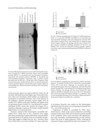 Journal of Biomedicine and Biotechnology 7
BRS133inoc.
BRS133non-inoc.
PI595099inoc.
PI595099non-inoc.
Positivecontrol
Digestedprobe
Nondigestedprobe
Figure 6: Ribonuclease protection assay results showing the expres-
sion of Gmhsp176-L mRNA transcripts. Figure shows susceptible
parental BRS133 in inoculated and non-inoculated treatments,
respectively and resistant parental PI595099, in inoculated and
non-inoculated treatments, respectively. Also, a positive control
provided with the RPA kit, a 250 pb Kpn l-Xba l fragment of the
mouse β-actin gene subcloned from pAL41 is showed and probes
control, a positive digestion control and a probe-negative digestion
control. Black box indicates the bands and white arrow the positive
control band.
on the promoter region, was used as calibrator (value 1X), all
resistant individuals presented higher gene-transcript levels,
even when non-inoculated, which implies an evolutionary
mechanism in nematode resistance; even in the absence of
the pathogen, resistant genotypes express higher level of
Gmhsp17.6-L mRNA transcripts. Similarly, the highest level
of expression of gene Gmhsp17.6-L was detected in resistant
individual JF7002, which also showed the longest AT(33)
repetition, although, in general, all resistant samples showed
high Gmhsp17.6-L transcript levels.
However, analysis of the heterozygous susceptible indi-
vidual 259-S, which had an AT(n) insertion even longer
than those presented by resistant individuals, showed mRNA
transcripts level on RT-qPCR as low as susceptible samples.
These data suggest a length limit for AT(n) insertion, apart
from which there is no more Gmhsp17.6-L gene induction
Inoculated
Non-inoculated
BRS133 PI59509
0
1
2
3
4
5
Relativeexpressionlevel(x)
1
2.34
1
3.72
Figure 7: Relative quantiﬁcation of Gmhsp176-L mRNA expression
levels (x), in parental PI595099 and BRS133, in inoculated and
non-inoculated treatments. Data were obtained by real-time PCR
with primers SoyHsp PSC-F and SoyHsp PSC-R, designed using
Primer Express Software v20 package and the entire Gmhsp176-L
gene sequence available in Genbank (Accession no. M11317). All
analyses were carried out using SDS software package. Analyses
were done using resistant parental genotype PI595099 as calibrator
(value 1X).
Inoculated
Non-inoculated
256-S 259-S 266-S JF7002 JF7027 JF7056
0
2
4
6
8
Relativeexpressionlevel(x)
1.01
1
1.5
1.08
1.15
0.99
5.07
2.61
2.72
2.08
4.01
1.52
Figure 8: Relative quantiﬁcation of Gmhsp176-L mRNA expression
levels (x), in resistant (JF7002, JF7027 and JF7056) and susceptible
(256-S, 259-S and 266-S) oﬀsprings, in inoculated and non-
inoculated treatments. Data were obtained by real-time PCR with
primers SoyHsp PSC-F and SoyHsp PSC-R, designed using Primer
Express Software v20 package and the entire Gmhsp176-L gene
sequence available in Genbank (Accession no. M11317). All analyses
were carried out using SDS software package. As a calibrator, value
1X, the susceptible individual 256-S was chosen, which presented in
the promoter alignment smallest AT(n) repetition.
or activation. However, new studies on this heterozygous
individual need to be done in an attempting to elucidate how
AT(n) acts in this speciﬁc case.
Expression of HSPs is controlled by HSFs (heat-
shock factors), which is the central mechanism controlling
response to heat stress. HSFs exist as inactive proteins mainly
in the cytoplasm. Stress causes activation with oligomeriza-
tion and, eventually, recompartmentation to the nucleus,
where they bind to target sequences (HSEs) inducing the
expression of genes responsible for heat stress response [12].
 