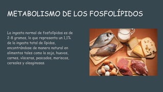 METABOLISMO DE LOS FOSFOLÍPIDOS
La ingesta normal de fosfolípidos es de
2-8 gramos, lo que representa un 1,1%
de la ingesta total de lípidos,
encontrándose de manera natural en
alimentos tales como la soja, huevos,
carnes, vísceras, pescados, mariscos,
cereales y oleaginosas.
 