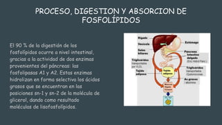 PROCESO, DIGESTION Y ABSORCION DE
FOSFOLÍPIDOS
El 90 % de la digestión de los
fosfolípidos ocurre a nivel intestinal,
gracias a la actividad de dos enzimas
provenientes del páncreas: las
fosfolipasas A1 y A2. Estas enzimas
hidrolizan en forma selectiva los ácidos
grasos que se encuentran en las
posiciones sn-1 y sn-2 de la molécula de
glicerol, dando como resultado
moléculas de lisofosfolípidos.
 