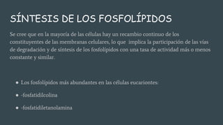 SÍNTESIS DE LOS FOSFOLÍPIDOS
Se cree que en la mayoría de las células hay un recambio continuo de los
constituyentes de las membranas celulares, lo que implica la participación de las vías
de degradación y de síntesis de los fosfolípidos con una tasa de actividad más o menos
constante y similar.
● Los fosfolípidos más abundantes en las células eucariontes:
● -fosfatidilcolina
● -fosfatidiletanolamina
 
