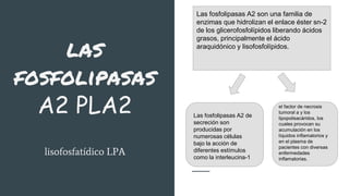 las
fosfolipasas
A2 PLA2
lisofosfatídico LPA
Las fosfolipasas A2 son una familia de
enzimas que hidrolizan el enlace éster sn-2
de los glicerofosfolípidos liberando ácidos
grasos, principalmente el ácido
araquidónico y lisofosfolípidos.
Las fosfolipasas A2 de
secreción son
producidas por
numerosas células
bajo la acción de
diferentes estímulos
como la interleucina-1
el factor de necrosis
tumoral a y los
lipopolisacáridos, los
cuales provocan su
acumulación en los
líquidos inflamatorios y
en el plasma de
pacientes con diversas
enfermedades
inflamatorias.
 