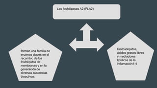 Las fosfolipasas A2 (FLA2)
forman una familia de
enzimas claves en el
recambio de los
fosfolípidos de
membranas y en la
generación de
diversas sustancias
bioactivas:
lisofosolípidos,
ácidos grasos libres
y mediadores
lipídicos de la
inflamación1-4
 
