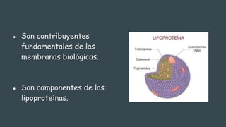 ● Son contribuyentes
fundamentales de las
membranas biológicas.
● Son componentes de las
lipoproteínas.
 
