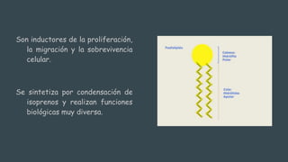 Son inductores de la proliferación,
la migración y la sobrevivencia
celular.
Se sintetiza por condensación de
isoprenos y realizan funciones
biológicas muy diversa.
 