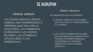 SE AGRUPAN
LÍPIDOS SIMPLES
LOS ÁCIDOS GRASOS,LÍPIDOS
SIMPLES SON ISOPRENOIDES O
TERPENOS QUE INCLUYEN AL
COLESTEROL, LAS HORMONAS
ESTEROIDES Y LOS ÁCIDOS
BILIARES, LAS VITAMINAS
LIPOSOLUBLES Y LAS
GIBERELINAS.
LÍPIDOS COMPLEJOS
SE AGRUPAN EN DOS CATEGORÍAS:
A. LÍPIDOS COMPLEJOS NO POLARES
QUE INCLUYEN LOS TRIGLICÉRIDOS
Y LAS CERAS.
A. LOS LÍPIDOS COMPLEJOS POLARES
QUE SON MOLÉCULAS ANFIPÁTICAS
PORQUE CONTIENEN DOMINIOS
HIDROFÓBICOS Y REGIONES
HIDROFÍLICAS EN LA MISMA
MOLÉCULA.
 