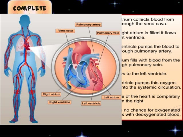 F5 1.2 circulatory systems in insects, fish, amphibians (1)