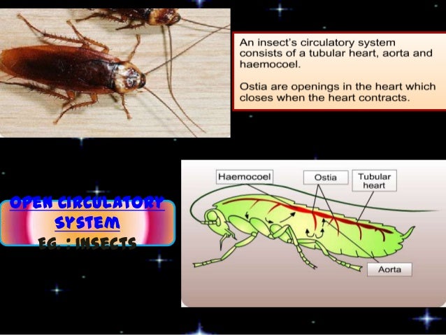 F5 1.2 circulatory systems in insects, fish, amphibians (1)