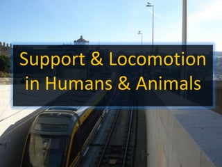 Support & Locomotion
in Humans & Animals

 