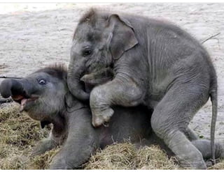 Elephant Polo, Elephant Tango - Partnering with Large firms
