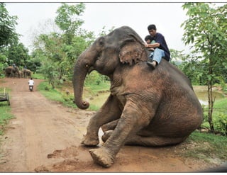 Elephant Polo, Elephant Tango - Partnering with Large firms