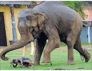 Elephant Polo, Elephant Tango - Partnering with Large firms