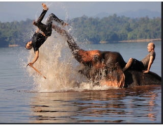 Elephant Polo, Elephant Tango - Partnering with Large firms