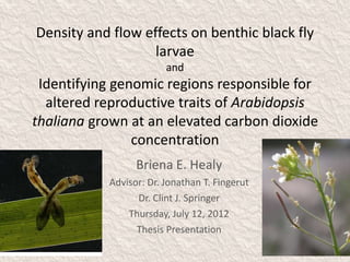 Density and flow effects on benthic black fly
larvae
and
Identifying genomic regions responsible for
altered reproductive traits of Arabidopsis
thaliana grown at an elevated carbon dioxide
concentration
Briena E. Healy
Advisor: Dr. Jonathan T. Fingerut
Dr. Clint J. Springer
Thursday, July 12, 2012
Thesis Presentation
 