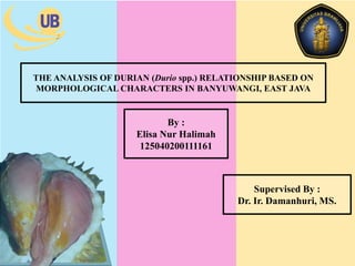 By :
Elisa Nur Halimah
125040200111161
Supervised By :
Dr. Ir. Damanhuri, MS.
THE ANALYSIS OF DURIAN (Durio spp.) RELATIONSHIP BASED ON
MORPHOLOGICAL CHARACTERS IN BANYUWANGI, EAST JAVA
 