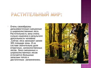  Очень своеобразны
дальневосточные смешанные
и широколиственные леса.
Растительность зоны очень
сильно изменена в результате
деятельности человека
.Сейчас леса занимают менее
30% площади зоны .В их
составе значительна доля
вторичных, мелколиственных
лесов. Зона смешанных и
широколиственных лесов
отличается большими
запасами тепла и
достаточным увлажнением.
 