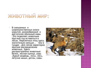  В смешанных и
широколиственных много
укрытий, разнообразный и
достаточно обильный корм
.Это позволяет животным
круглый год оставаться в
лесах. Перелетных птиц здесь
значительно меньше , чем в
тундре . Для лесов характерно
ярусное распределение
животных. Здесь
распространены животные:
белки, лесная куница ,хорь
,бурый медведь, лисы, лось,
летучие мыши, дятлы, совы.
 