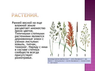 Ранней весной на еще
влажной земле
расцветает множество
ярких цветов.
Типичными степными
растениями являются
дерновинные злаки с
узкими листьями:
ковыль, типчак,
тонконог. Наряду с ними
в составе степных
сообществ всегда
присутствует
разнотравье.
 