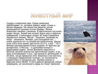  Скуден и животный мир. Среди животных
преобладают те, которых кормит море: птицы и
белые медведи. На скалистых берегах летом
размещаются шумные птичьи базары. Жизнь
животных связана с океаном. В арктических пустынях
живут песцы. Зимой они кочуют вдоль рек и морских
побережий, а некоторые уходят во льды Северного
Ледовитого океана. Песцы - хищники, основная их
пища - лемминги. Финвал, или сельдяной кит, —
очень крупный кит из семейства полосатиков. Длина
тела этого кита может достигать 25,5 м, а вес — 52 т.
Финвал распространен очень широко: от Арктики до
Антарктики, в России — в дальневосточных и
Баренцевом морях. Летом финвалы кормятся в
богатых мелкой живностью арктических морях, а на
зиму откочевывают к югу, где приносят детенышей. В
20 веке, когда промысел этих животных стал вестись
с помощью современной техники, их численность
сократилась в несколько раз. Финвал внесен в
Красную книгу МСОП. И хотя добыча финвалов сейчас
запрещена, их численность вряд ли станет прежней.
 