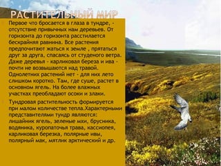  Первое что бросается в глаза в тундре, -
отсутствие привычных нам деревьев. От
горизонта до горизонта расстилается
бескрайняя равнина. Все растения
предпочитают жаться к земле , прятаться
друг за друга, спасаясь от студеного ветра.
Даже деревья - карликовая береза и ива -
почти не возвышаются над травой.
Однолетних растений нет - для них лето
слишком коротко. Там, где суше, растет в
основном ягель. На более влажных
участках преобладают осоки и злаки.
 Тундровая растительность формируется
при малом количестве тепла.Характерными
представителями тундр являются:
лишайник ягель, зеленые мхи, брусника,
водяника, куропаточья трава, кассиопея,
карликовая березка, полярные ивы,
полярный мак, мятлик арктический и др.
 
