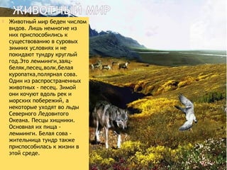  Животный мир беден числом
видов. Лишь немногие из
них приспособились к
существованию в суровых
зимних условиях и не
покидают тундру круглый
год.Это лемминги,заяц-
беляк,песец,волк,белая
куропатка,полярная сова.
Один из распространенных
животных - песец. Зимой
они кочуют вдоль рек и
морских побережий, а
некоторые уходят во льды
Северного Ледовитого
Океана. Песцы хищники.
Основная их пища -
лемминги. Белая сова -
жительница тундр также
приспособилась к жизни в
этой среде.
 