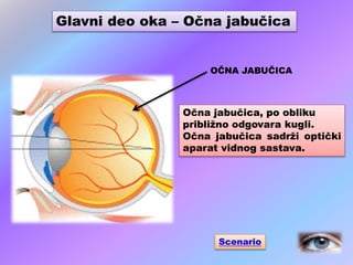 Glavni deo oka – Očna jabučica
OČNA JABUČICA
Očna jabučica, po obliku
približno odgovara kugli.
Očna jabučica sadrži optički
aparat vidnog sastava.
Scenario
 