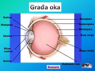 Dužica
Rožnjača
Zenica
Očna
vodica
Sočivo
Beonjača
Sudovnjača
Mrežnjača
Žuta mrlja
Slepa mrlja
Staklasto telo
Scenario
 