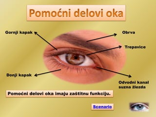 Obrva
Trepavice
Odvodni kanal
suzna žlezda
Donji kapak
Gornji kapak
Pomoćni delovi oka imaju zaštitnu funkciju.
Scenario
 