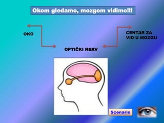 Okom gledamo, mozgom vidimo!!!
OKO
OPTIČKI NERV
CENTAR ZA
VID U MOZGU
Scenario
 