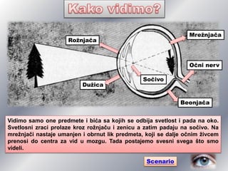 Rožnjača
Dužica
Mrežnjača
Očni nerv
Beonjača
Sočivo
Vidimo samo one predmete i bića sa kojih se odbija svetlost i pada na oko.
Svetlosni zraci prolaze kroz rožnjaču i zenicu a zatim padaju na sočivo. Na
mrežnjači nastaje umanjen i obrnut lik predmeta, koji se dalje očnim živcem
prenosi do centra za vid u mozgu. Tada postajemo svesni svega što smo
videli.
Scenario
 