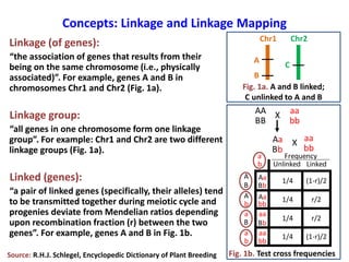 Linkage Mapping in Genetics