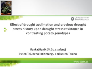 www.usask.ca
Effect of drought acclimation and previous drought
stress history upon drought stress resistance in
contrasting potato genotypes
Pankaj Banik (M.Sc. student)
Helen Tai, Benoit Bizimungu and Karen Tanino
 