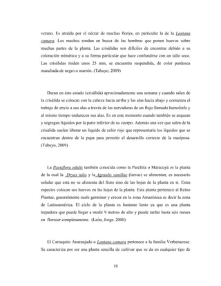 19
verano. Es atraída por el néctar de muchas flor|es, en particular la de la Lantana
camara. Los machos rondan en busca de las hembras que ponen huevos sobre
muchas partes de la planta. Las crisálidas son difíciles de encontrar debido a su
coloración mimética y a su forma particular que hace confundirse con un tallo seco.
Las crisálidas miden unos 25 mm, se encuentra suspendida, de color pardusca
manchada de negro o marrón. (Tabuyo, 2009)
Duran en éste estado (crisálida) aproximadamente una semana y cuando salen de
la crisálida se colocan con la cabeza hacia arriba y las alas hacia abajo y comienza el
trabajo de envío a sus alas a través de las nervaduras de un flujo llamado hemolinfa y
al mismo tiempo endurecen sus alas. Es en este momento cuando también se arquean
y segregan líquidos por la parte inferior de su cuerpo. Además una vez que salen de la
crisálida suelen liberar un líquido de color rojo que representaría los líquidos que se
encuentran dentro de la pupa para permitir el desarrollo correcto de la mariposa.
(Tabuyo, 2009)
La Passiflora edulis también conocida como la Parchita o Maracuyá es la planta
de la cual la Dryas iulia y la Agraulis vanillae (larvas) se alimentan, es necesario
señalar que esta no se alimenta del fruto sino de las hojas de la planta en sí. Estas
especies colocan sus huevos en las hojas de la planta. Esta planta pertenece al Reino
Plantae, generalmente suele germinar y crecer en la zona Amazónica es decir la zona
de Latinoamérica. El ciclo de la planta es bastante lento ya que es una planta
trepadora que puede llegar a medir 9 metros de alto y puede tardar hasta seis meses
en florecer completamente. (León, Jorge. 2000)
El Cariaquito Anaranjado o Lantana camara pertenece a la familia Verbenaceae.
Se caracteriza por ser una planta sencilla de cultivar que se da en cualquier tipo de
 