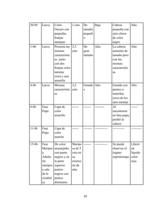 29
30-05 Larva Color
Oscuro con
pequeñas
franjas
naranjas
1 cms De
tamaño
pequeñ
o
Baja Cabeza
pequeña con
ojos claros
de color
negro
Alta
1-06 Larva Presenta las
mismas
característic
as junto
con dos
franjas color
naranja
extra y una
amarilla
2,5
cms
De
gran
tamaño
Alta La cabeza
aumento de
tamaño pero
con las
mismas
caracteristic
as.
Alta
4-06 Larva Mismas
característic
as
3,2
cms
Grande
s
Alto Grande con
puntos o
manchas
cerca de los
ojos naranja
Alto
6-06 Fase
Pupa
Capa de
color
amarillo
------ ------- --------- Al
encontrarse
en fase pupa,
perdió la
cabeza
------
11-06 Fase
Pupa
Capa de
color
marrón
------ -------- ------------ ----------- ----------
15-06 Fase
Maripos
a
Adulta
(la
maripos
a sale
de la
crisálid
a)
De color
anaranjado,
con punto
negros y en
la parte
superior
puntos
negros con
puntos
diminutos
Maripo
sa de 5
cms en
su
extensi
ón de
alas
------- ------------ Se puede
observar el
órgano
espiritrompa
Liberó
un
líquido
color
rojo.
 