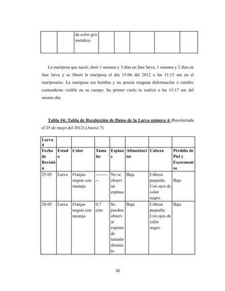 30
de color gris
metálico
La mariposa que nació, duró 1 semana y 3 días en fase larva, 1 semana y 2 días en
fase larva y se liberó la mariposa el día 15-06 del 2012 a las 11:15 am en el
mariposario. La mariposa era hembra y no poseía ninguna deformación o cambio
contundente visible en su cuerpo. Su primer vuelo lo realizó a las 11:17 am del
mismo día.
Tabla #4: Tabla de Recolección de Datos de la Larva número 4 (Recolectada
el 25 de mayo del 2012) (Anexo 7)
Larva
4
Fecha
de
Revisió
n
Estad
o
Color Tama
ño
Espina
s
Alimentaci
ón
Cabeza Pérdida de
Piel y
Excrement
os
25-05 Larva Franjas
negras con
naranja
--------
--
No se
observ
an
espinas
Baja Cabeza
pequeña.
Con ojos de
color
negro.
Baja
28-05 Larva Franjas
negras con
naranja
0,7
cms
Se
pueden
observ
ar
espinas
de
tamaño
diminu
to
Baja Cabeza
pequeña.
Con ojos de
color
negro.
Baja
 