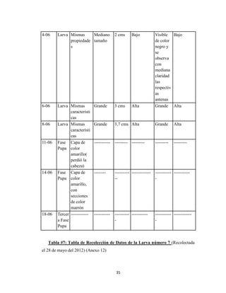 35
4-06 Larva Mismas
propiedade
s
Mediano
tamaño
2 cms Bajo Visible
de color
negro y
se
observa
con
mediana
claridad
las
respectiv
as
antenas
Bajo
6-06 Larva Mismas
característi
cas
Grande 3 cms Alta Grande Alta
8-06 Larva Mismas
característi
cas
Grande 3,7 cms Alta Grande Alta
11-06 Fase
Pupa
Capa de
color
amarillo(
perdió la
cabeza)
----------- --------- --------- --------- ---------
14-06 Fase
Pupa
Capa de
color
amarillo,
con
secciones
de color
marrón
-------- ----------
--
------------- -----------
-
-----------
18-06 Tercer
a Fase
Pupa
------------ ----------- ----------
-
----------- -----------
-
------------
Tabla #7: Tabla de Recolección de Datos de la Larva número 7 (Recolectada
el 28 de mayo del 2012) (Anexo 12)
 