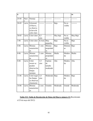 42
Tabla #12: Tabla de Recolección de Datos del Huevo número 12 (Recolectado
el 25 de mayo del 2012)
n os
25-05 Huev
o
Naranja ------- ---------- ----------- --------- ---------
28-05 Larva Eclosionó
el Huevo,
se observa
la larva de
color claro
-------- ----------- Baja No es
visible
---------
30-05 Larva Color claro 0,3
cms
---------- Muy baja No es
visible
Muy Baja
1-06 Larva Color claro 0,7cms Muy
pequeñas
Baja No es
visible
Baja
4-06 Larva Mismas
característic
as
1 cms Mismas
propiedad
es
Baja Diminut
as
Bajo
6-06 Larva Mismas
característic
as
1 cms Mismas
propiedad
es
Media Modera
da
Media
8-06 Larva Color
oscuro se
pueden
observar las
franjas
naranjas
1,5
cms
Espinas
de
tamaño
moderado
Alta Modera
da
Alta
11-06 Larva Color negro
las franjas
se observan
claramente
1,8
cms
Moderado Baja Modera
da
Baja
14-06 Larva Mismas
característic
as
2 cms Grandes Moderada Grande Moderada
 