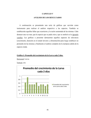 45
CAPITULO V
ANÁLISIS DE LOS RESULTADOS
A continuación se presentarán una serie de gráficas que servirán como
instrumento para realizar el análisis respectivo a las especies. También se
establecerán aquellas fallas que ocurrieron y la razón sustentada de las mismas. Cabe
destacar una vez mas, que la especie que se pudo criar y que se analizó es la Agraulis
vanillae. Las gráficas a presentar demuestran aquellos aspectos de relevancia
(crecimiento, duración en el estado larvario y alimentación) para luego establecer un
promedio de las mismas y finalmente el análisis completo de la mariposa adulta de la
especie criada.
Gráfica 1: Promedio del crecimiento de la Larva cada 2 días.
Horizontal: Larvas
Vertical: cms
0
0.2
0.4
0.6
0.8
1
1 2 3 4 5 6 7 8 9 10 11 12
Promedio del crecimiento de la Larva
cada 2 días
Promedio del crecimiento
de la Larva cada 2 días
 