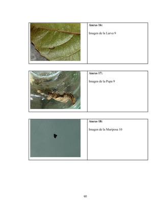60
Anexo 16:
Imagen de la Larva 9
Anexo 17:
Imagen de la Pupa 9
Anexo 18:
Imagen de la Mariposa 10
 