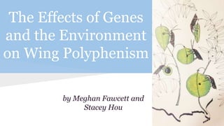 The Effects of Genes
and the Environment
on Wing Polyphenism
by Meghan Fawcett and
Stacey Hou
 