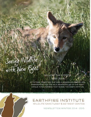 Earthfire Institute
Wildlife Sanctuary & Retreat Center
Newsletter winter 2014 - 2015
Willow the coyote
1999 - 2014
at fifteen years old, she was a remarkable being and
ambassador for the wild, reminding us of the many
unique intelligences that share the earth with us.
MarilynPaine
 